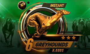 6 greyhounds