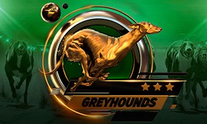 greyhounds