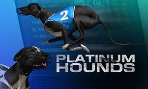 platinum hounds