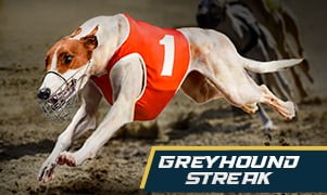 greyhound streak